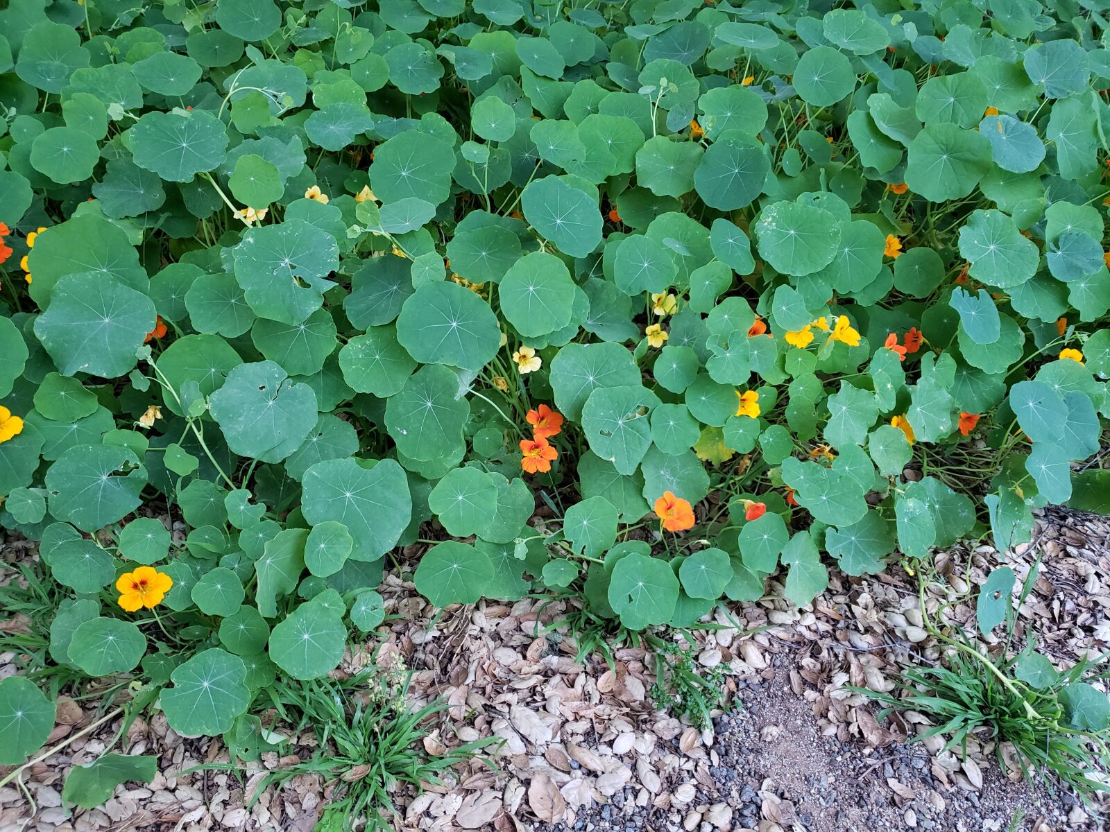 Samsung Galaxy Note9 sample photo. Flowers, green leaves, summer photography