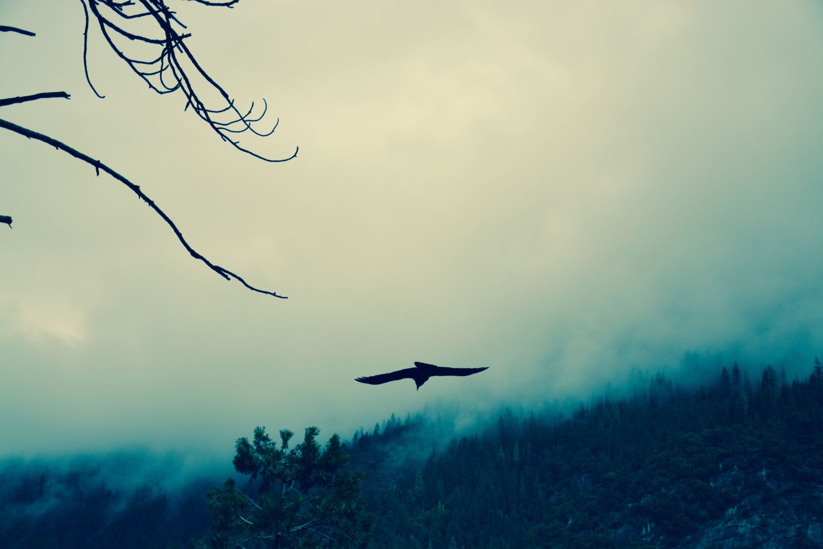 Nikon D7100 sample photo. Raven, wild, fog photography