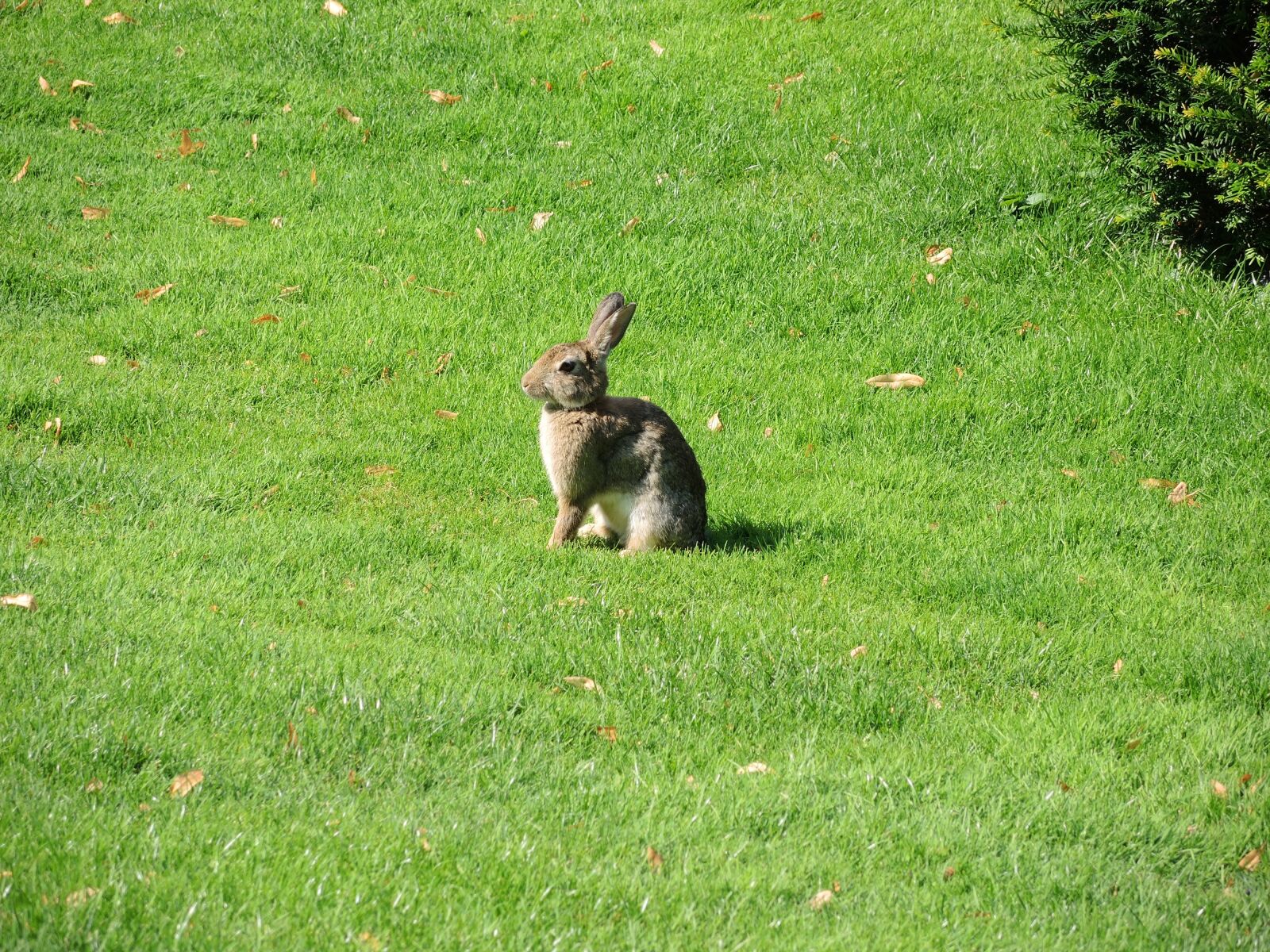 Nikon Coolpix P7700 sample photo. Easter, hare, easter bunny photography