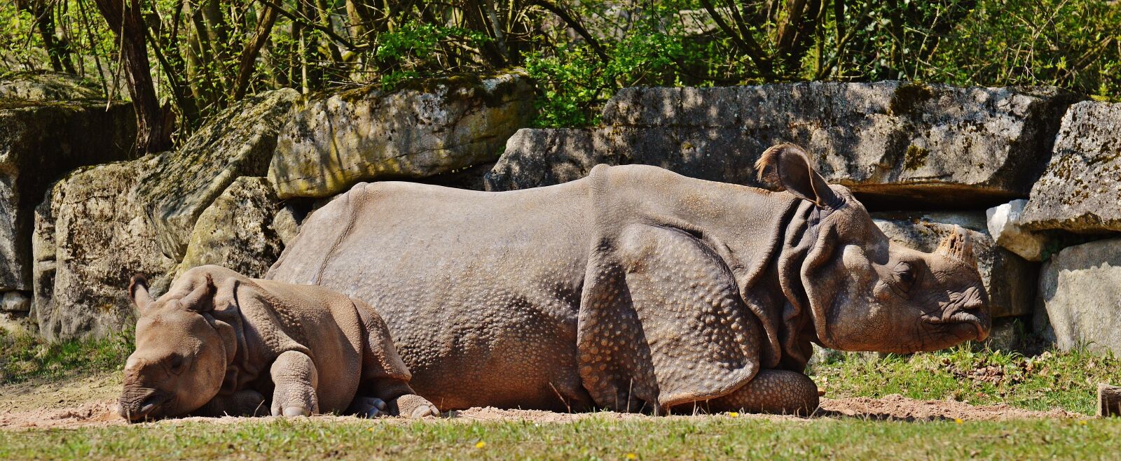 Nikon D3200 sample photo. Rhino, mother, young animal photography