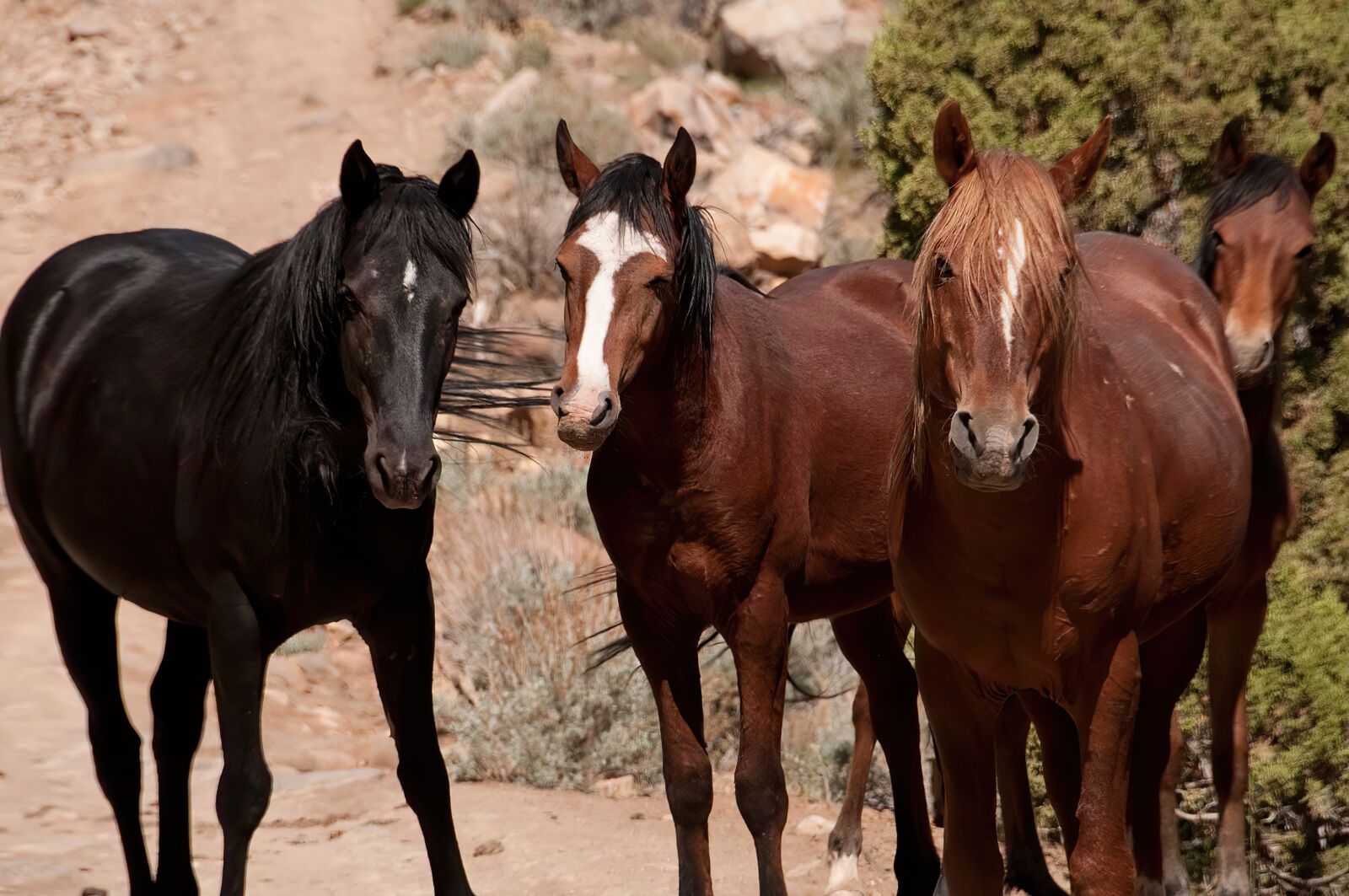 Nikon D300 sample photo. Mustang, wild horse, horse photography