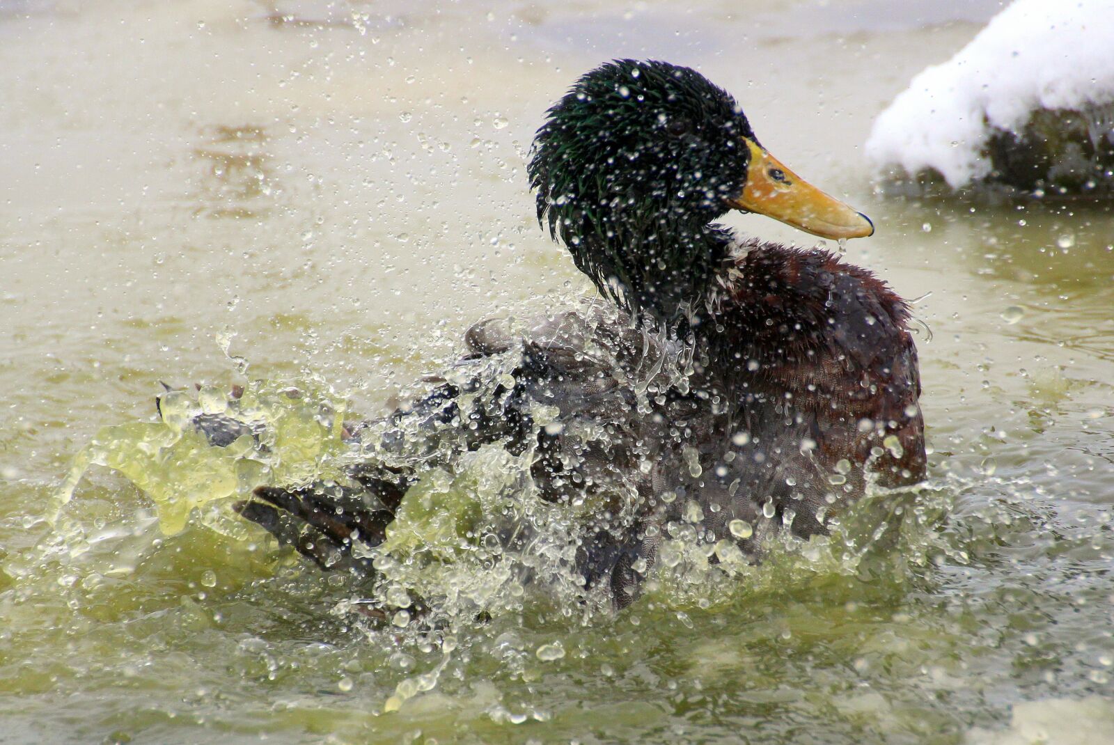 Canon EOS 650D (EOS Rebel T4i / EOS Kiss X6i) sample photo. Mallard, male, drake photography
