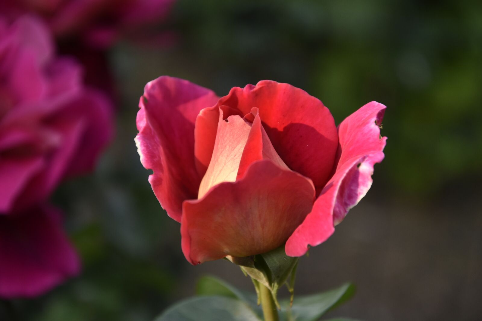 Nikon D7200 sample photo. Rose, flower, the smell photography