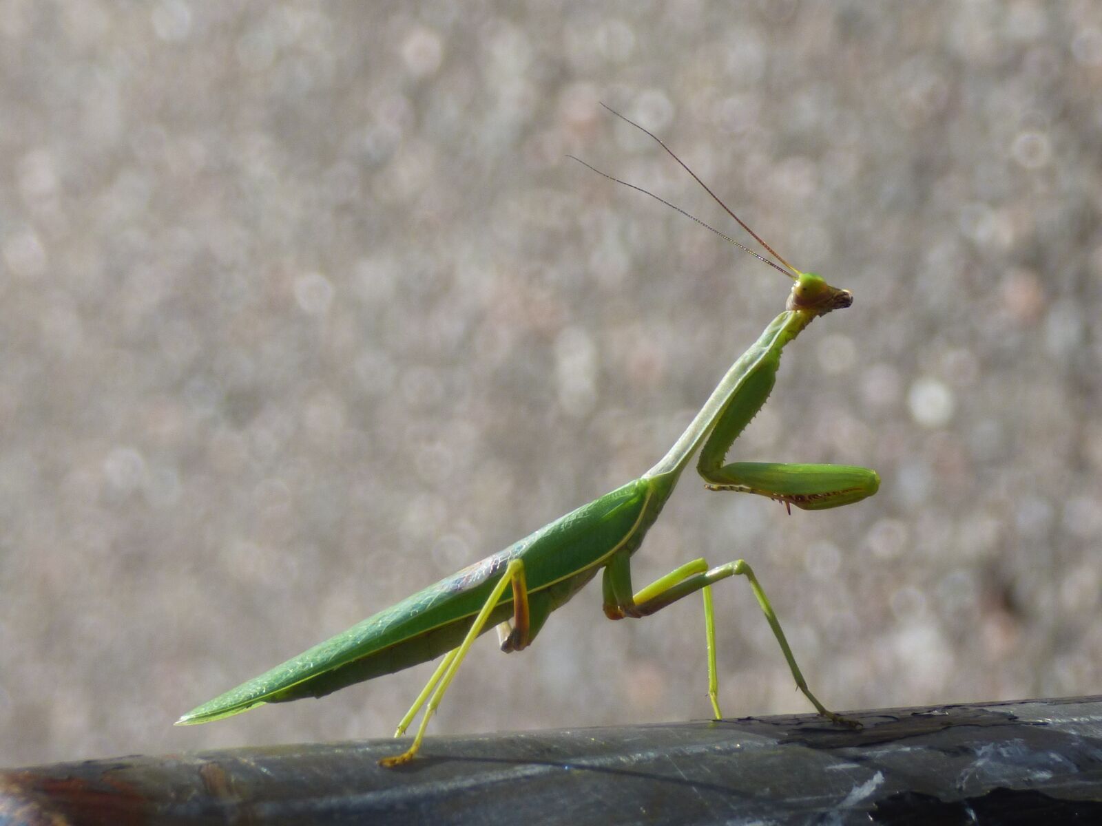 Panasonic DMC-FZ72 sample photo. Mantis, insect, green photography