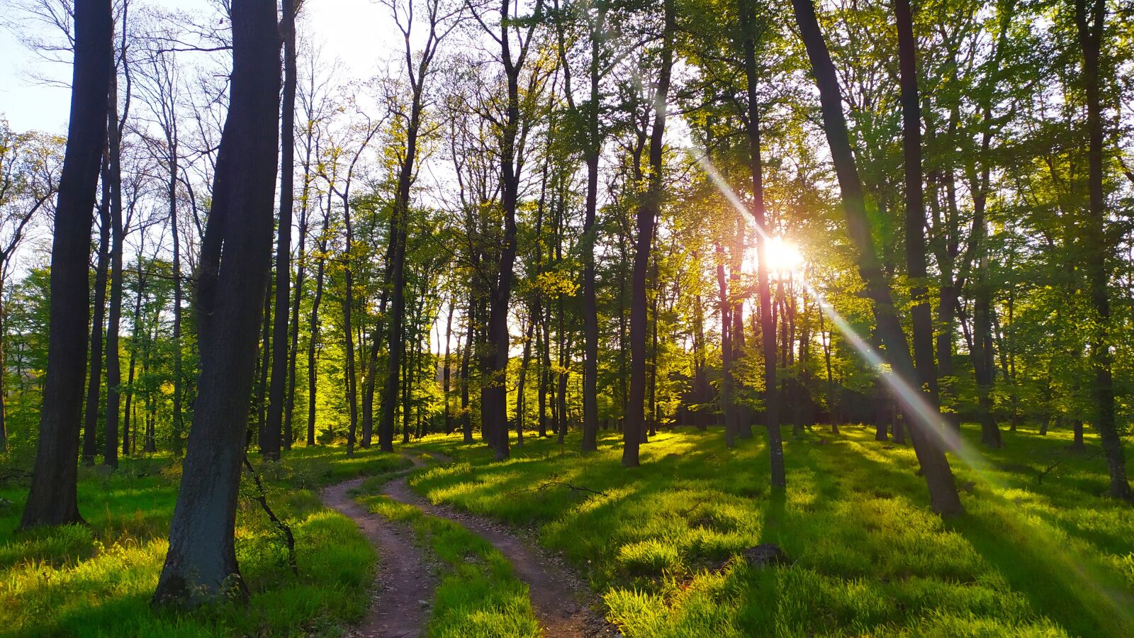 Xiaomi Redmi Note 7 sample photo. Nature, slovakia, forest photography