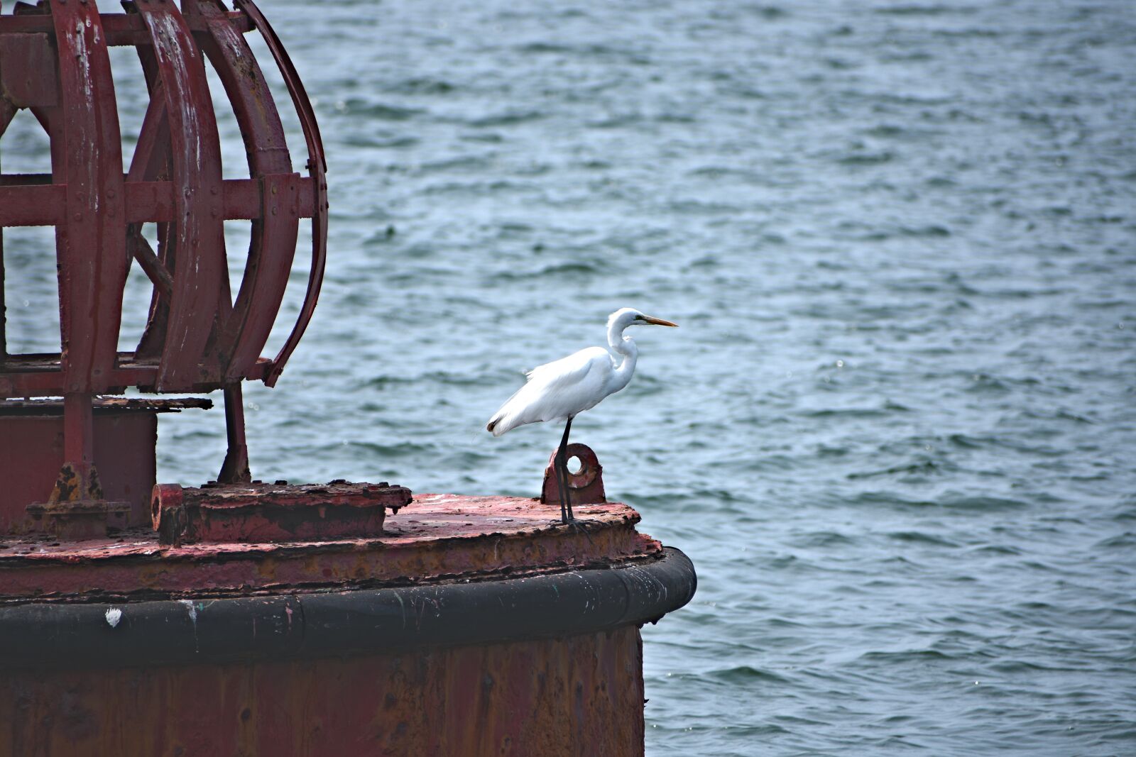Nikon D3400 sample photo. Crane, stork, sea photography