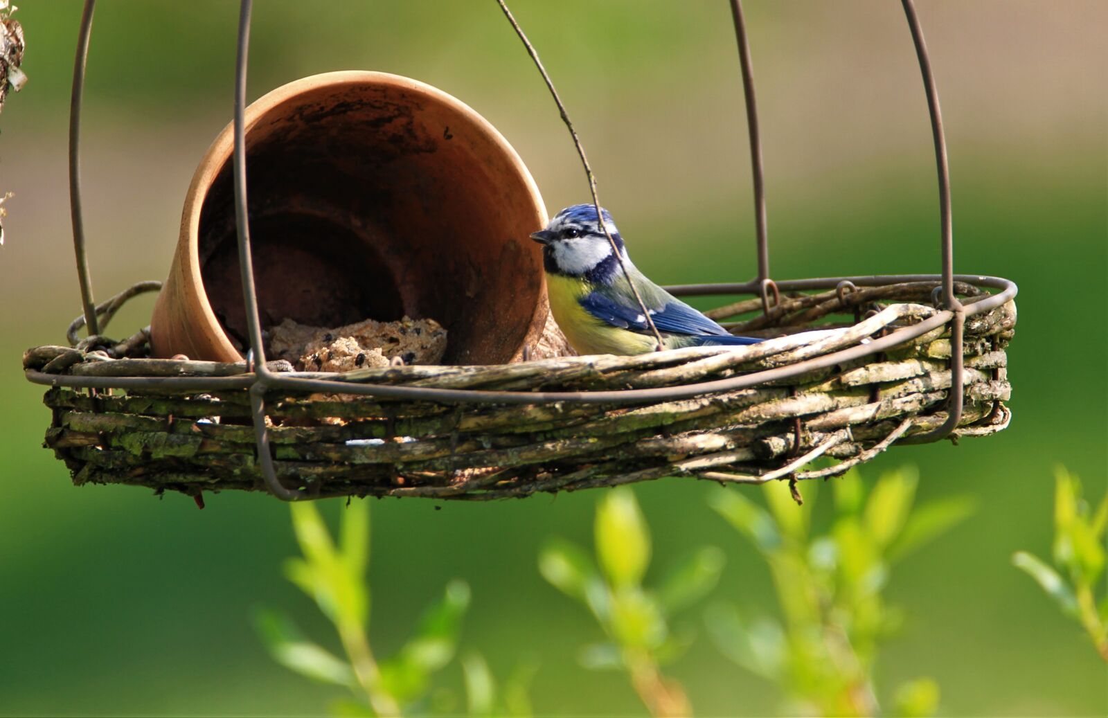 Tamron SP 150-600mm F5-6.3 Di VC USD sample photo. Tit, blue tit, songbird photography