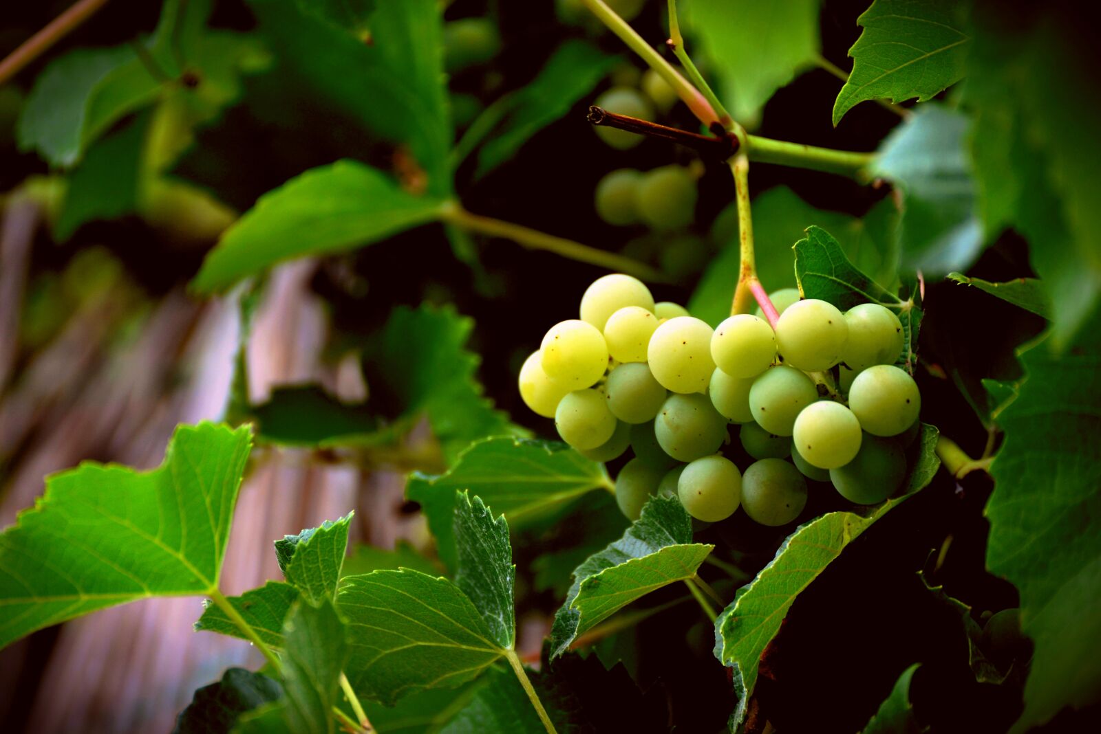 Nikon D610 sample photo. Grapes, bright grape, grapevine photography