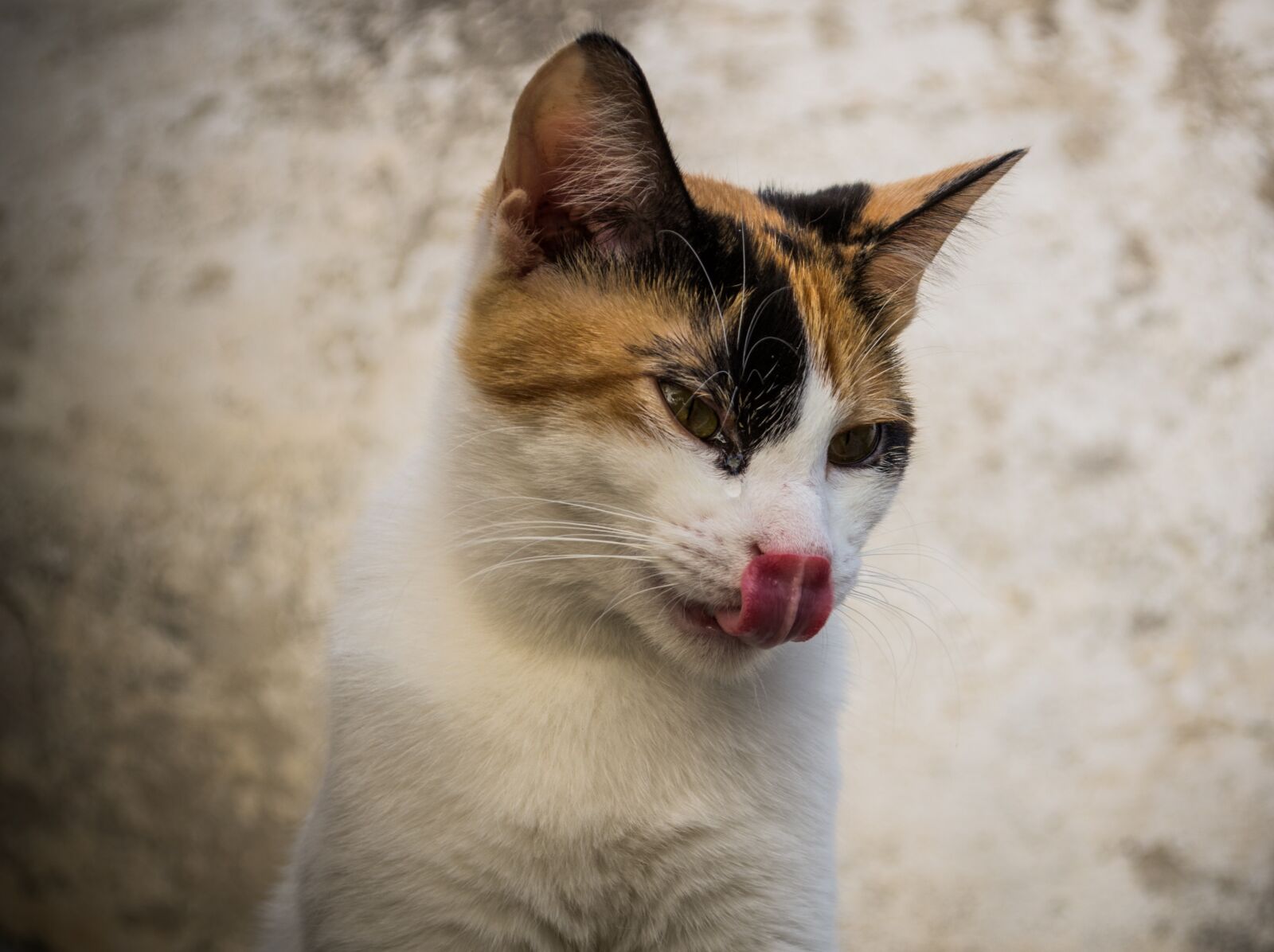 Nikon D3100 sample photo. Cat, pet, animal photography