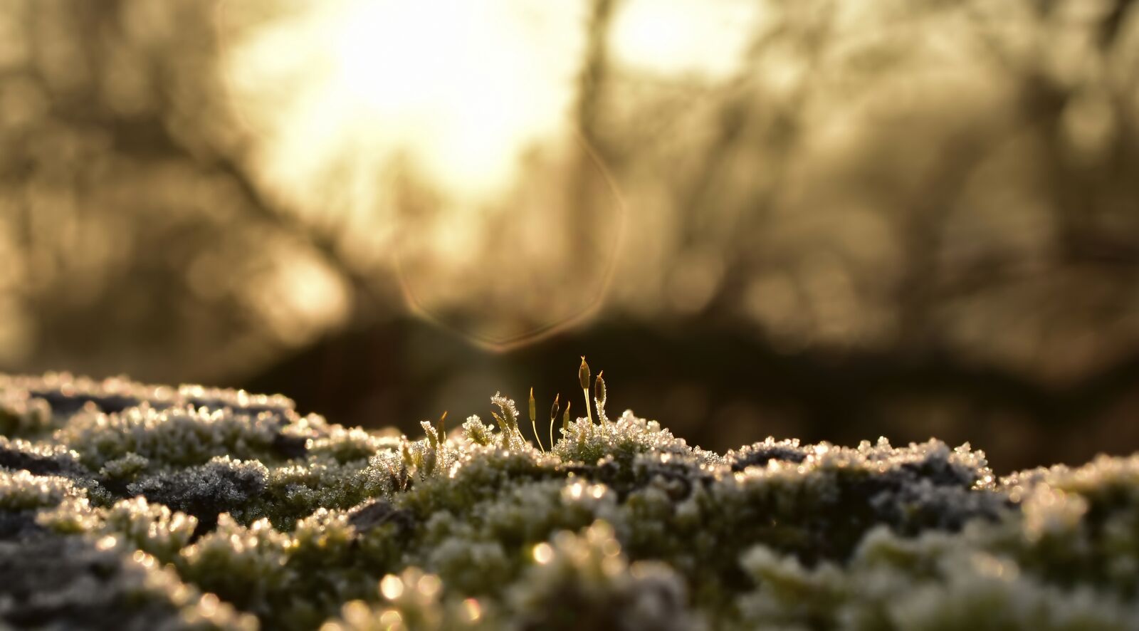 Nikon D5600 sample photo. Ripe, hoarfrost, ice photography