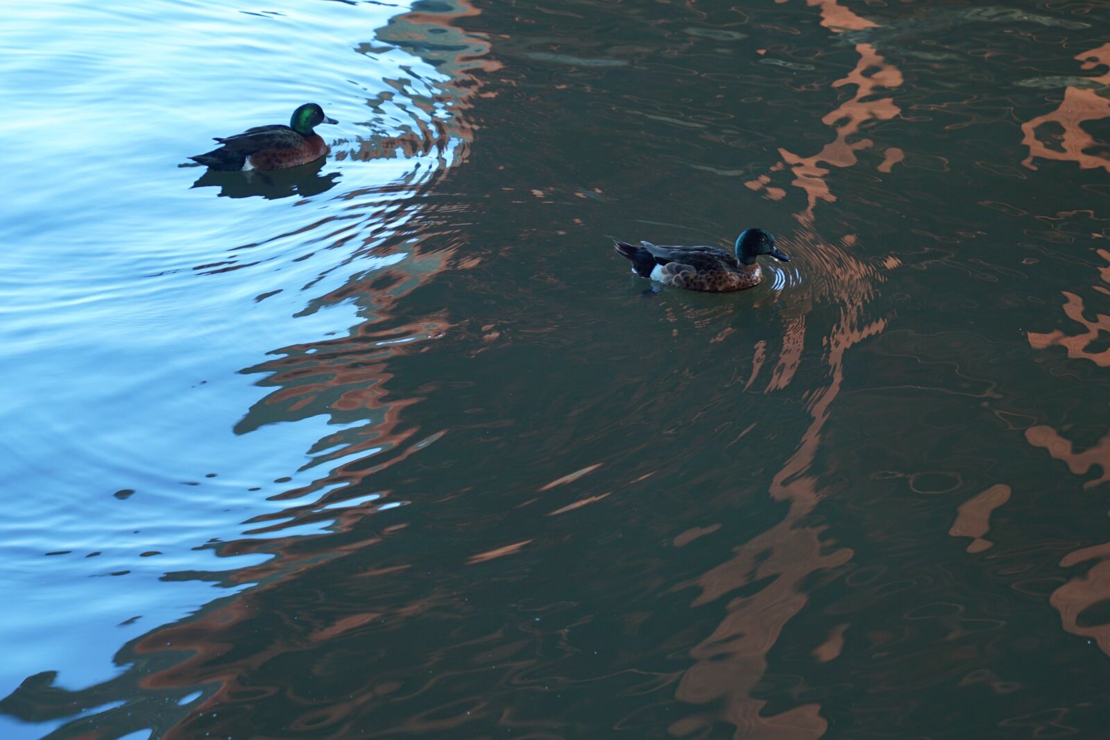 Sony a7S + Sony FE 24-70mm F2.8 GM sample photo. Reflection, ducks, melbourne city photography