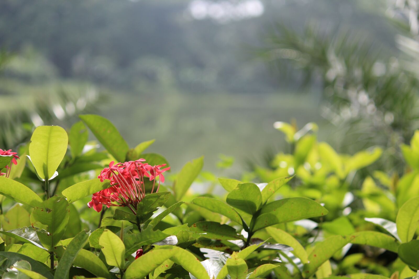 Canon EOS 1300D (EOS Rebel T6 / EOS Kiss X80) sample photo. Landscape, nature, green photography