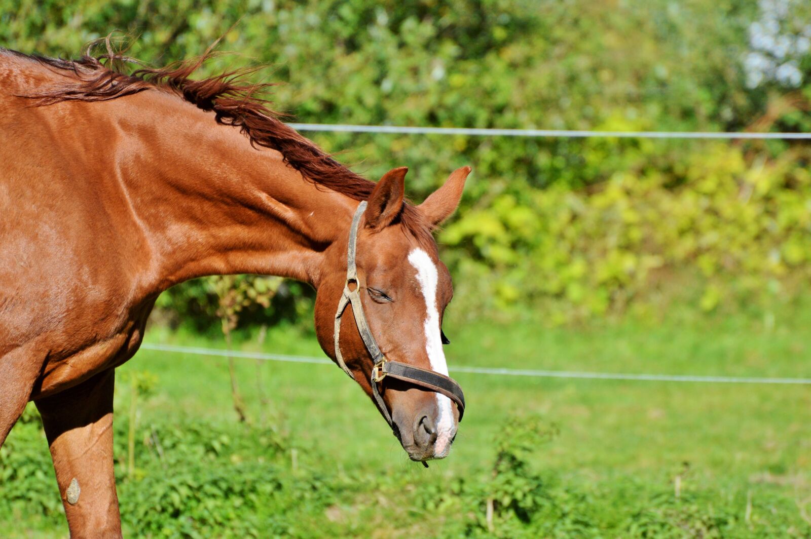 Nikon D3200 sample photo. Horse, ride, reiter photography