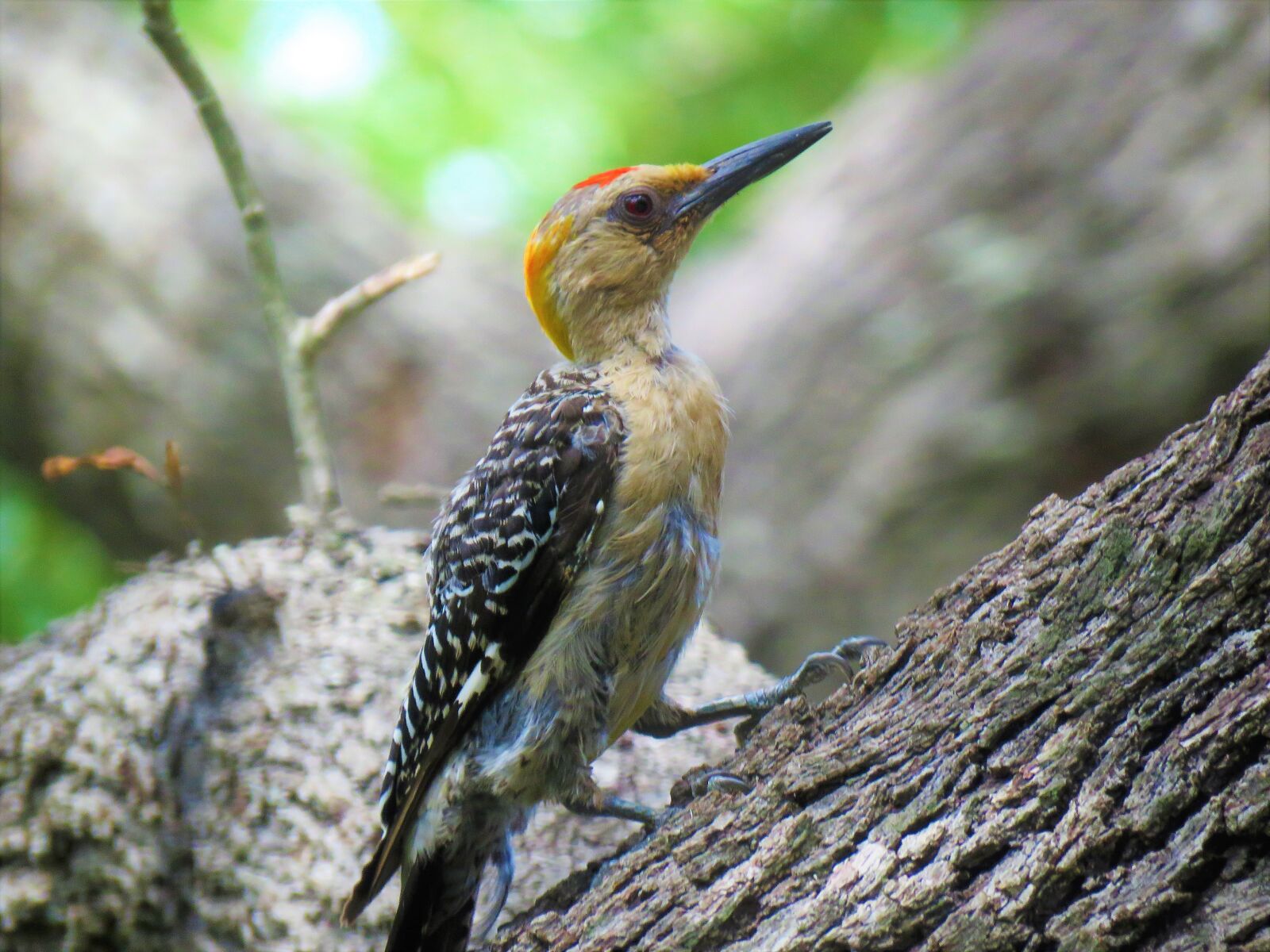 Canon PowerShot SX60 HS sample photo. Bird, woodpecker, wildlife photography