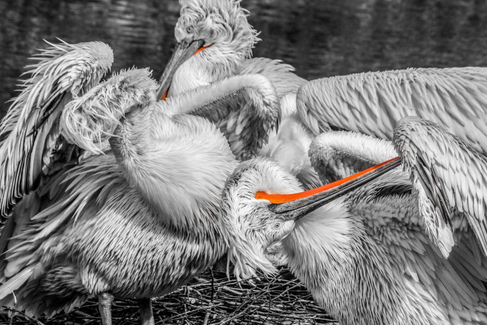 Canon EOS 70D sample photo. Pelikan, bird, water bird photography