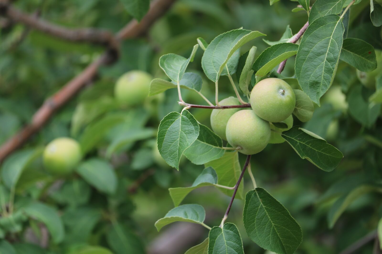 Canon EOS 760D (EOS Rebel T6s / EOS 8000D) sample photo. Apple, tree, fruit photography