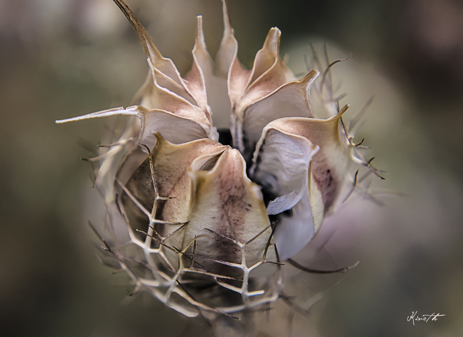 Nikon D5300 sample photo. Nigella, damascus, flower photography