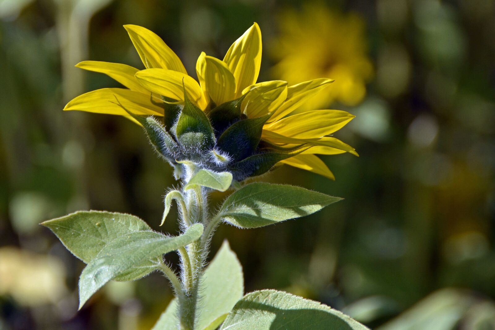 Nikon D7100 sample photo. Sunflower, blossom, bloom photography