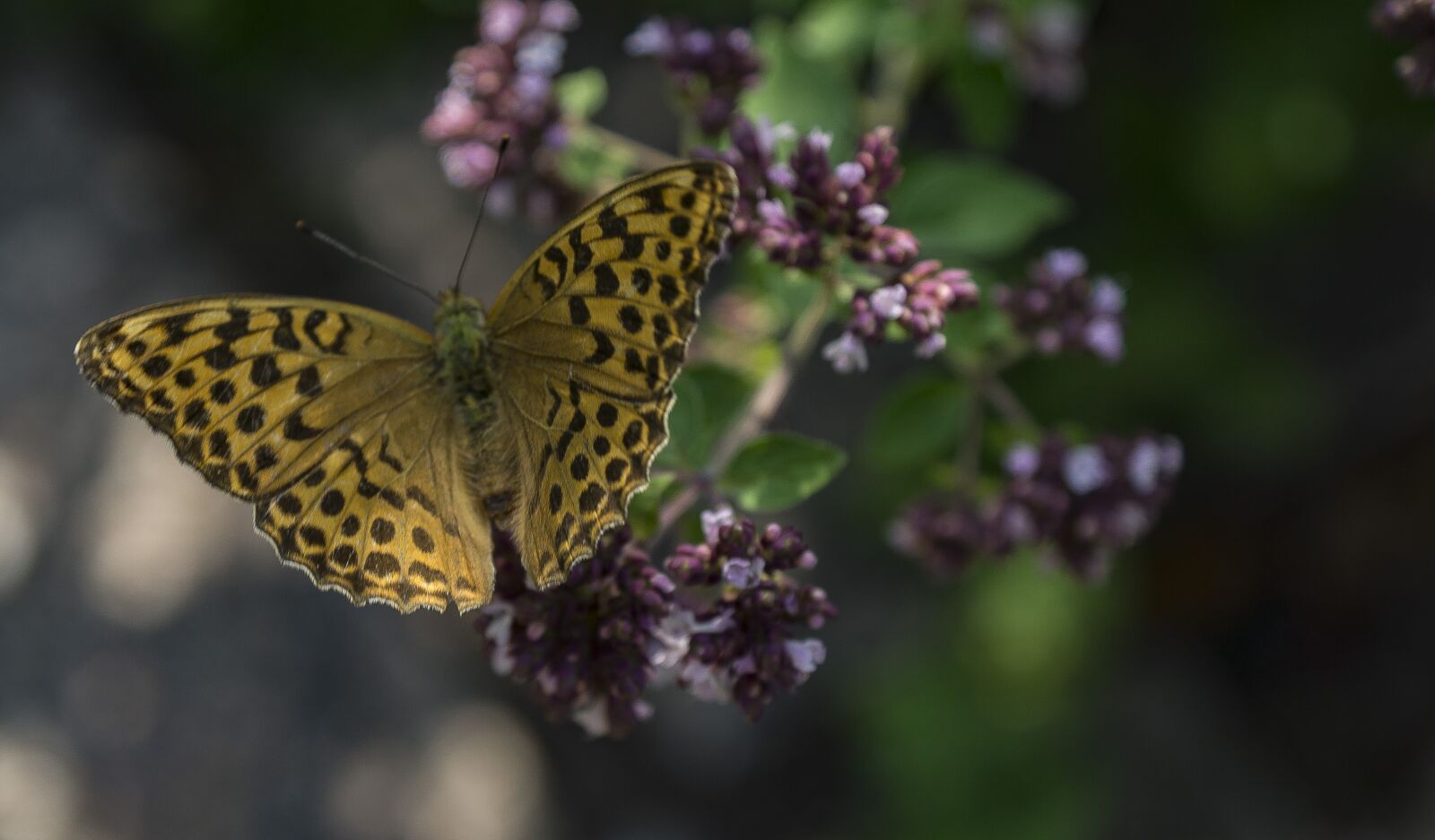 Sony SLT-A77 + Sony DT 16-50mm F2.8 SSM sample photo. Butterfly, blossom, bloom photography