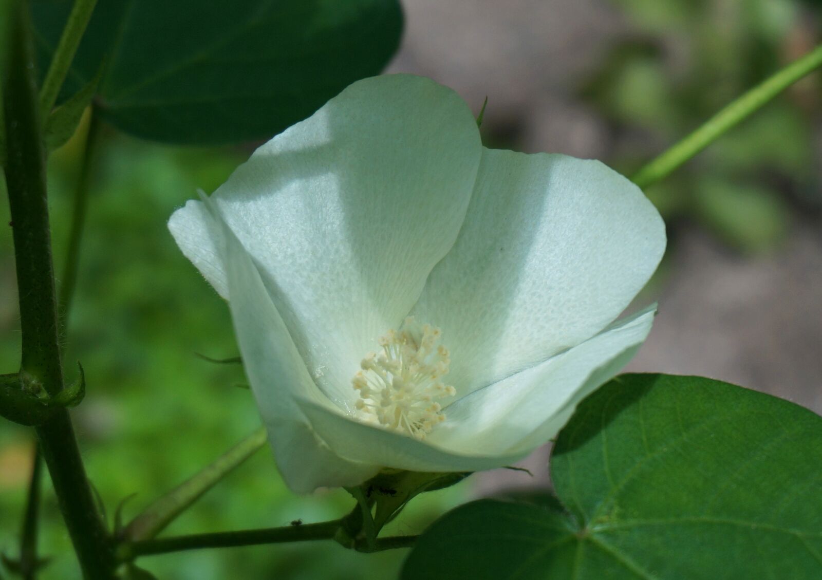 Sony Alpha NEX-5T sample photo. Cotton flower, cotton, flower photography