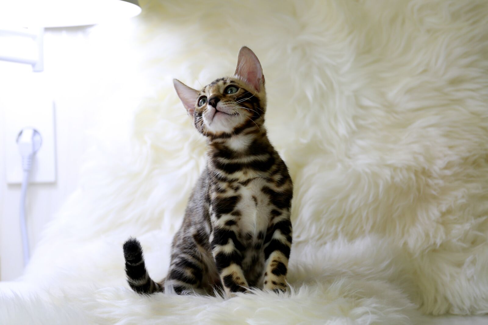 Canon EOS 5D Mark III sample photo. Bengal, cat, cat image photography