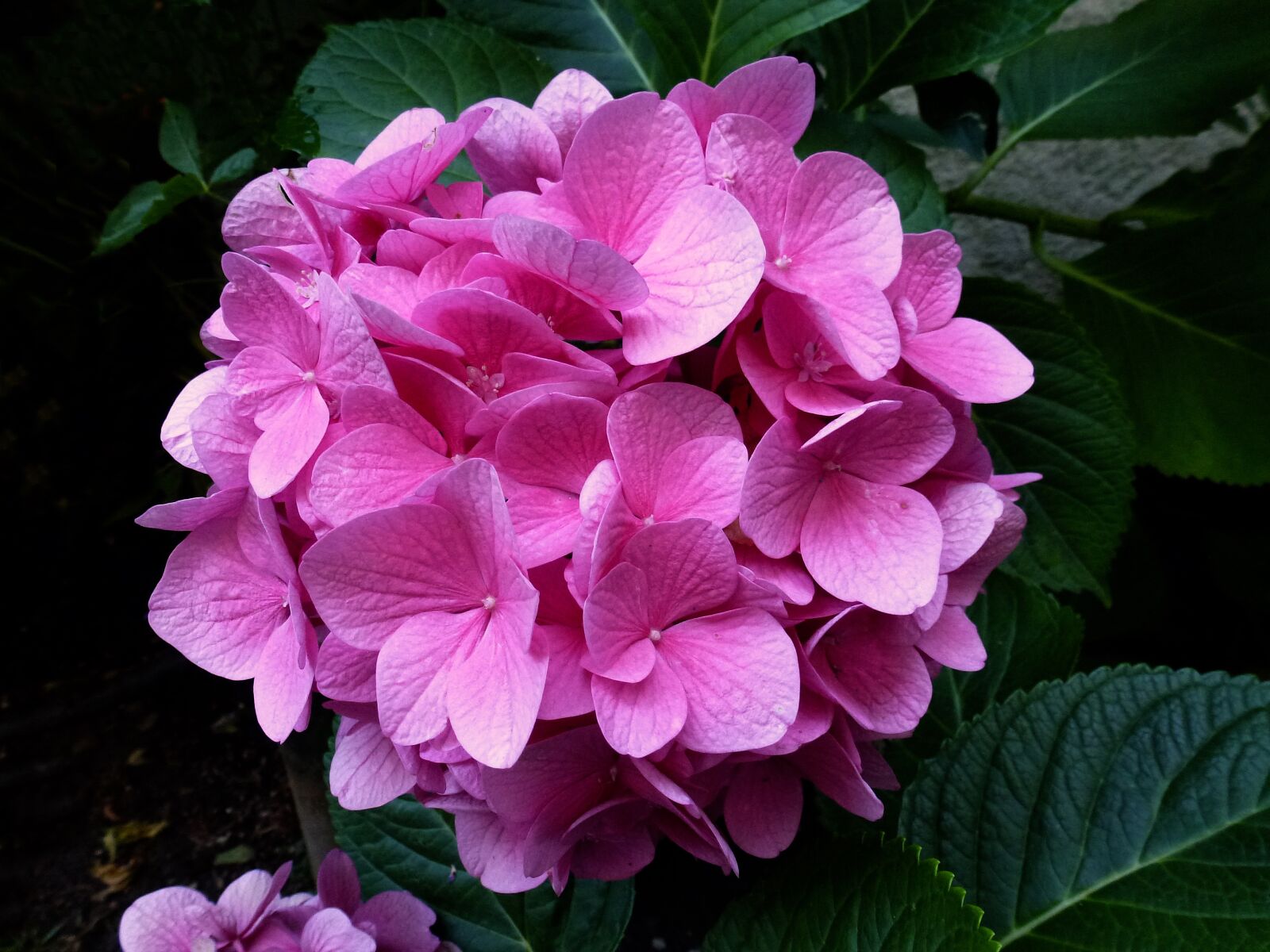 Panasonic Lumix DMC-ZS10 (Lumix DMC-TZ20 / Lumix DMC-TZ22) sample photo. Hydrangea, pink, flower photography