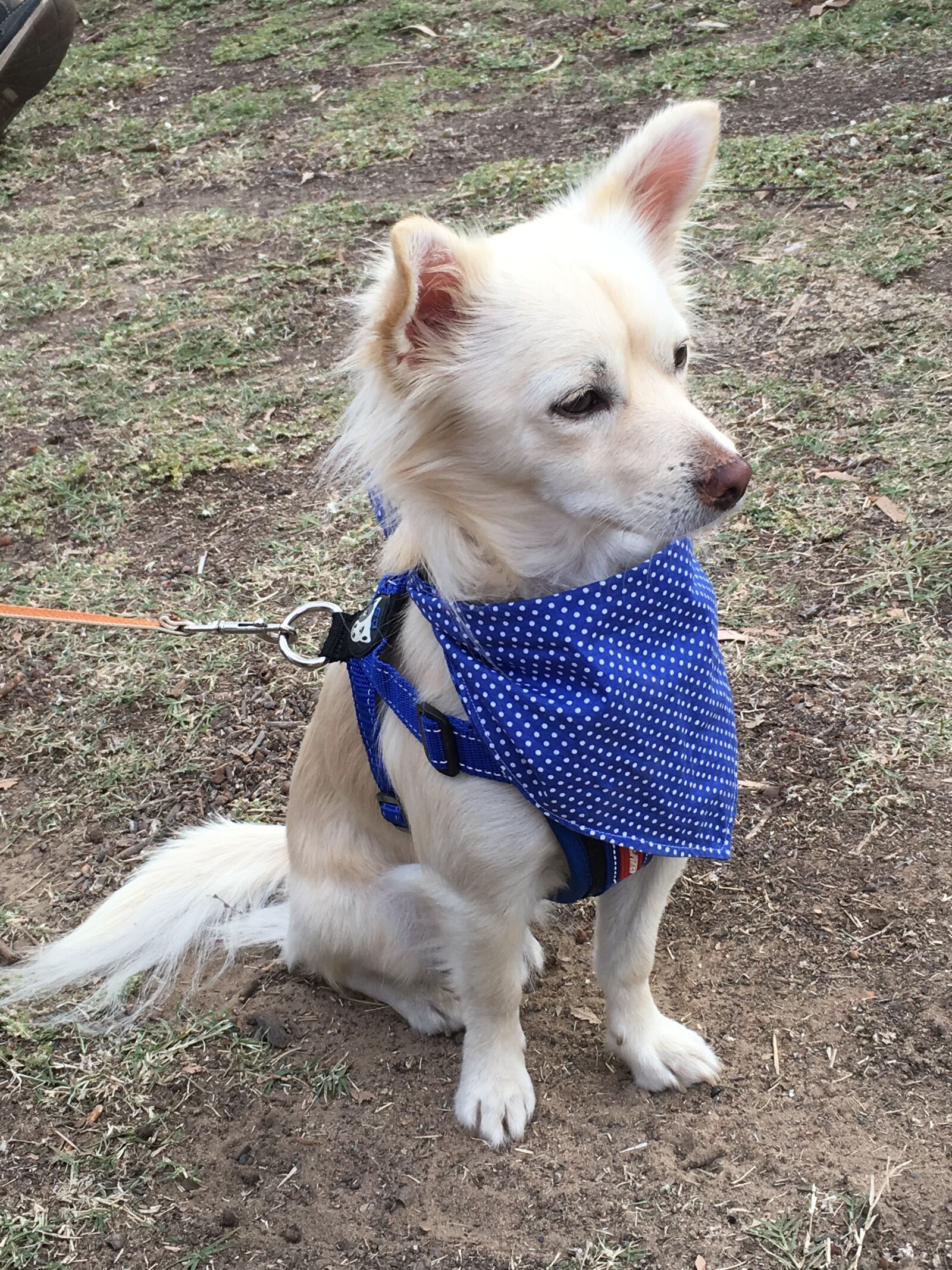 Apple iPhone 6s sample photo. Bandana, dog photography