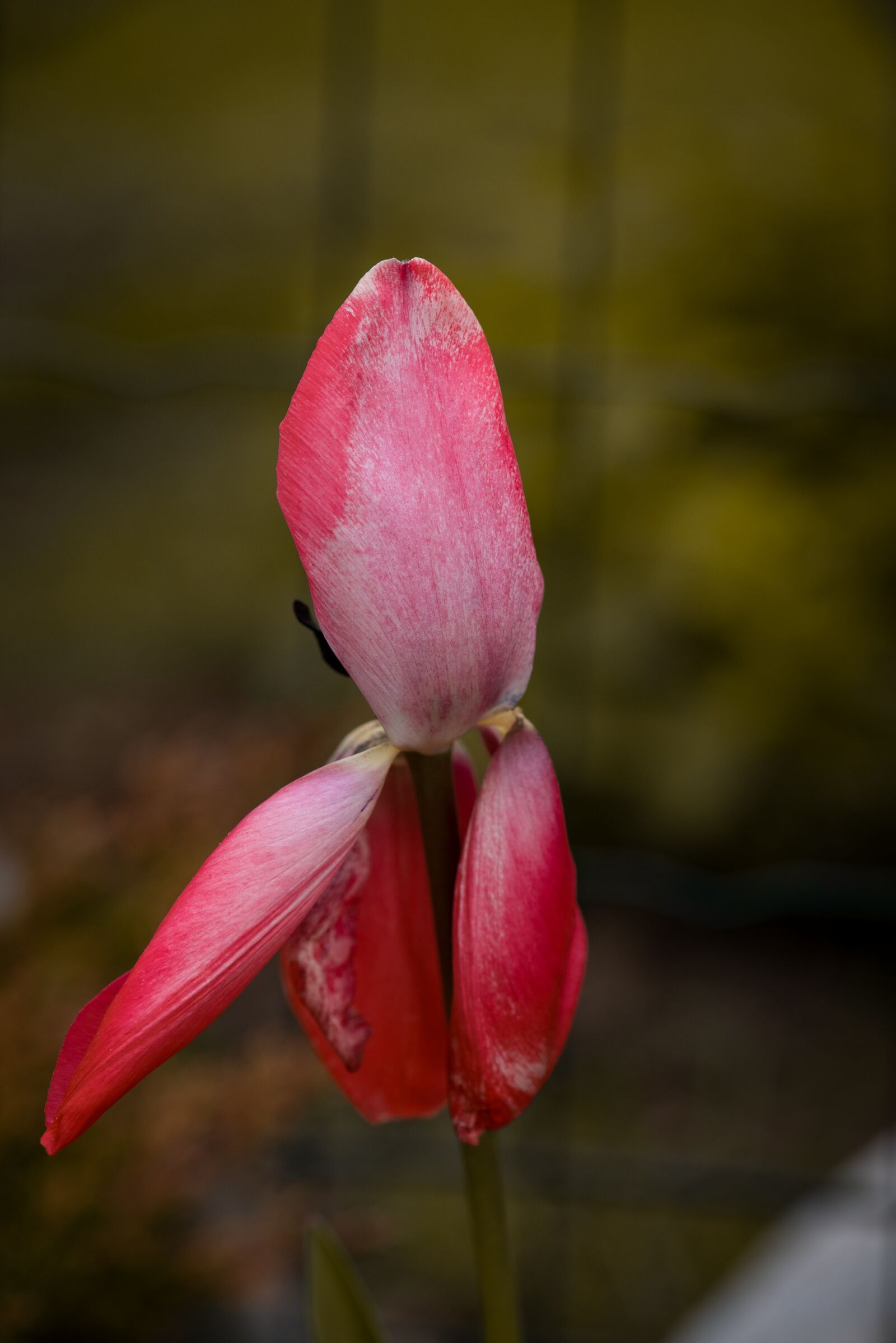 Nikon D750 sample photo. Tulip, flower, blossom photography