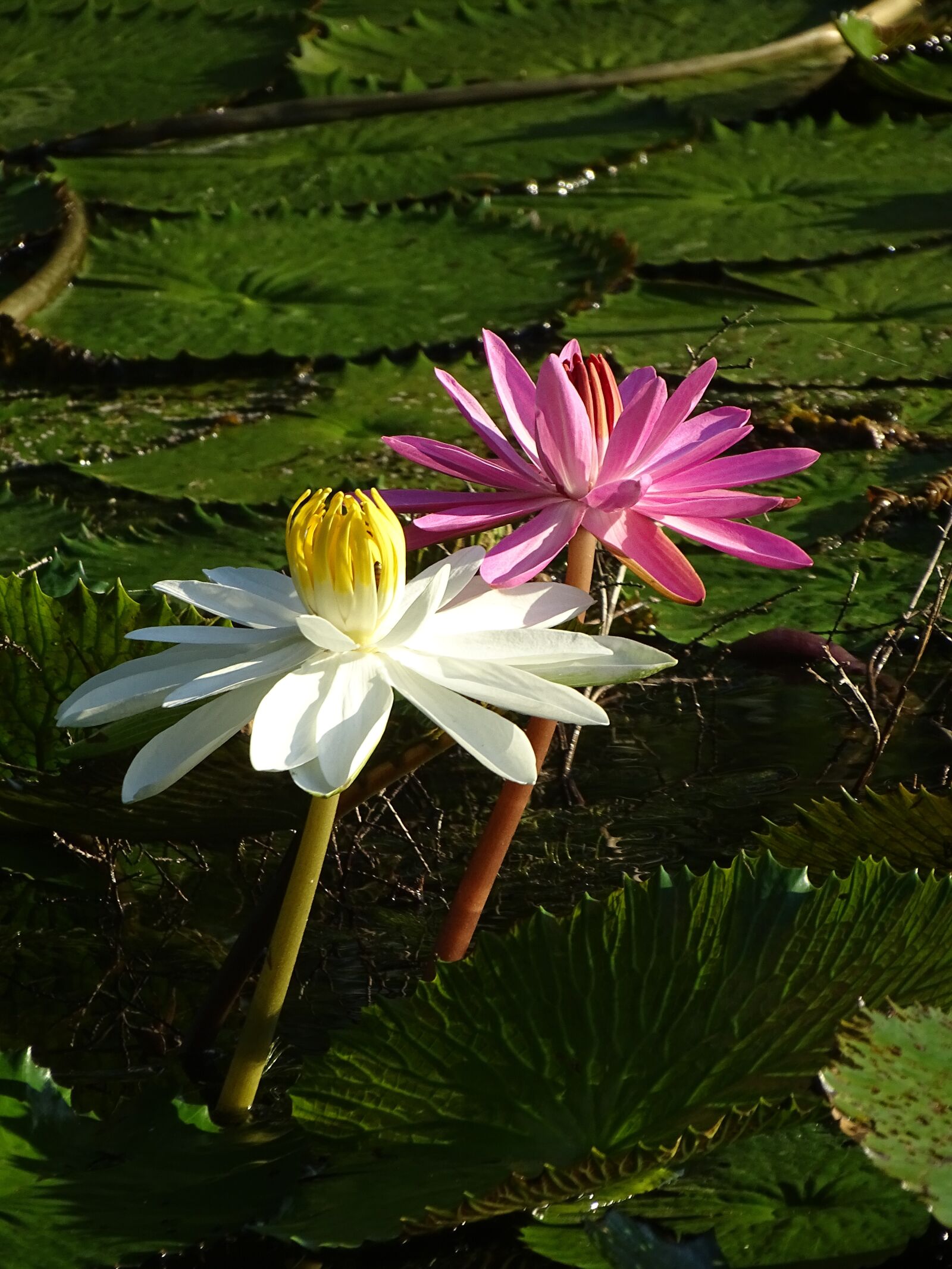 Sony Cyber-shot DSC-HX400V sample photo. Water lily, flower, nature photography