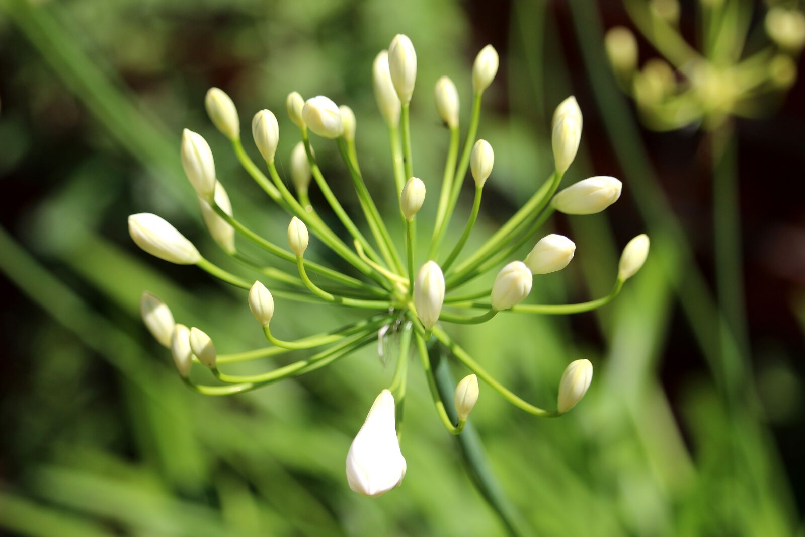 Canon EF-S 55-250mm F4-5.6 IS STM sample photo. Flower white, close up photography