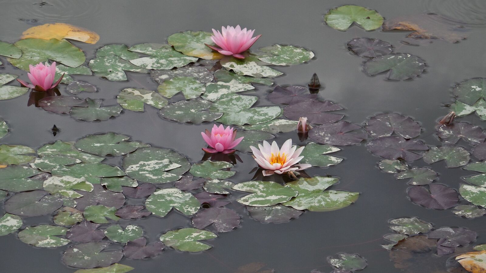 Samsung Galaxy S4 Zoom sample photo. Waterlilies, water-plant, water photography