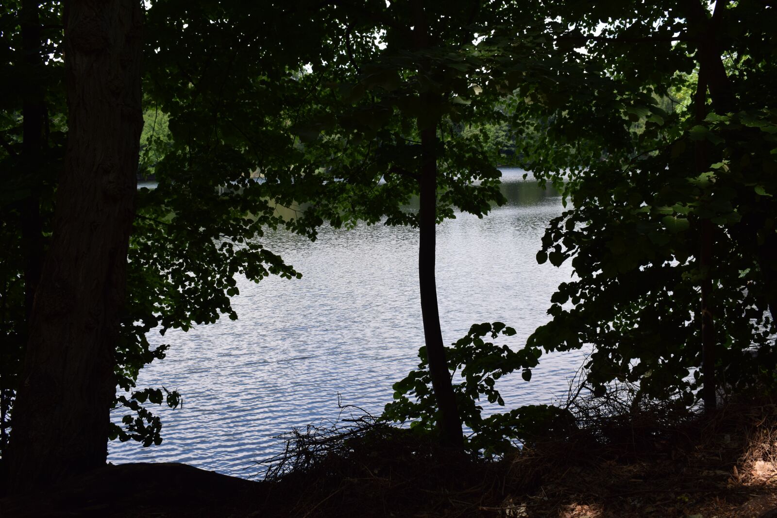 Nikon D5300 sample photo. Forest, lake, landscape photography