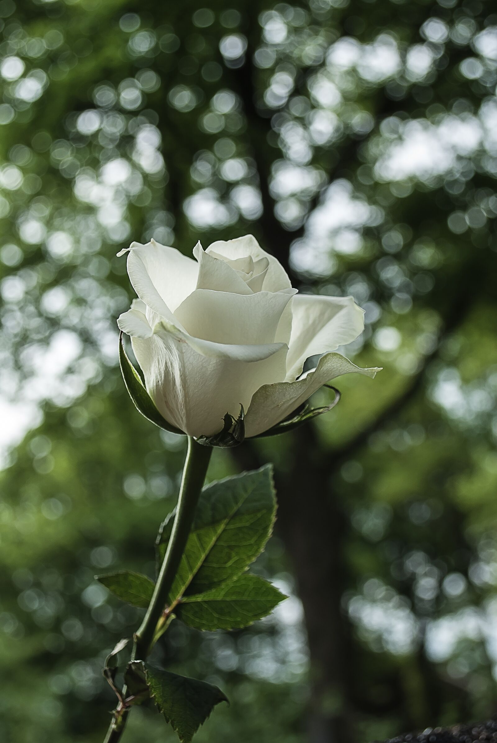 Nikon D3000 sample photo. White rose, rose, bloom photography