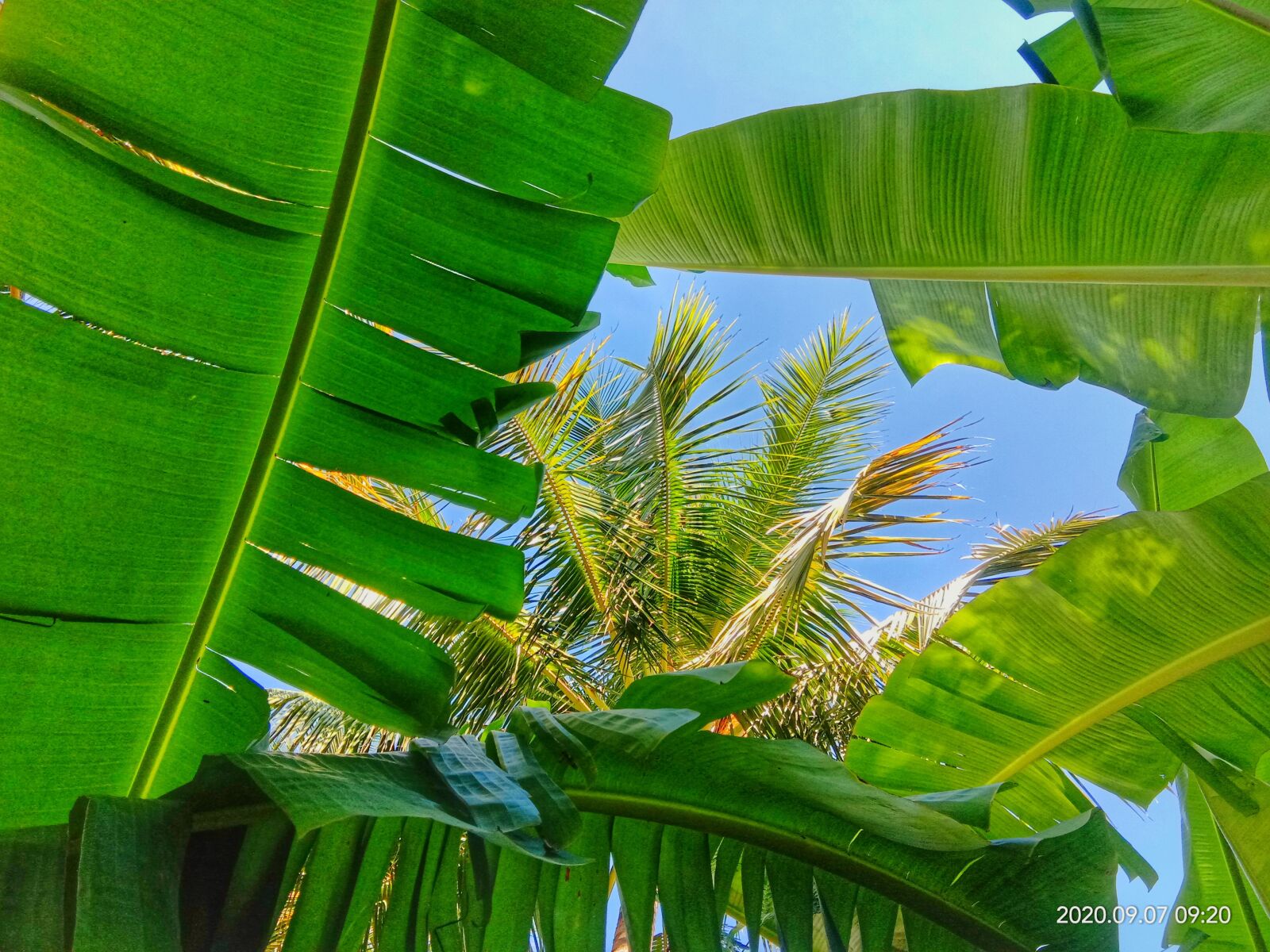 vivo 1802 sample photo. Banana leaves, coconut leaves photography