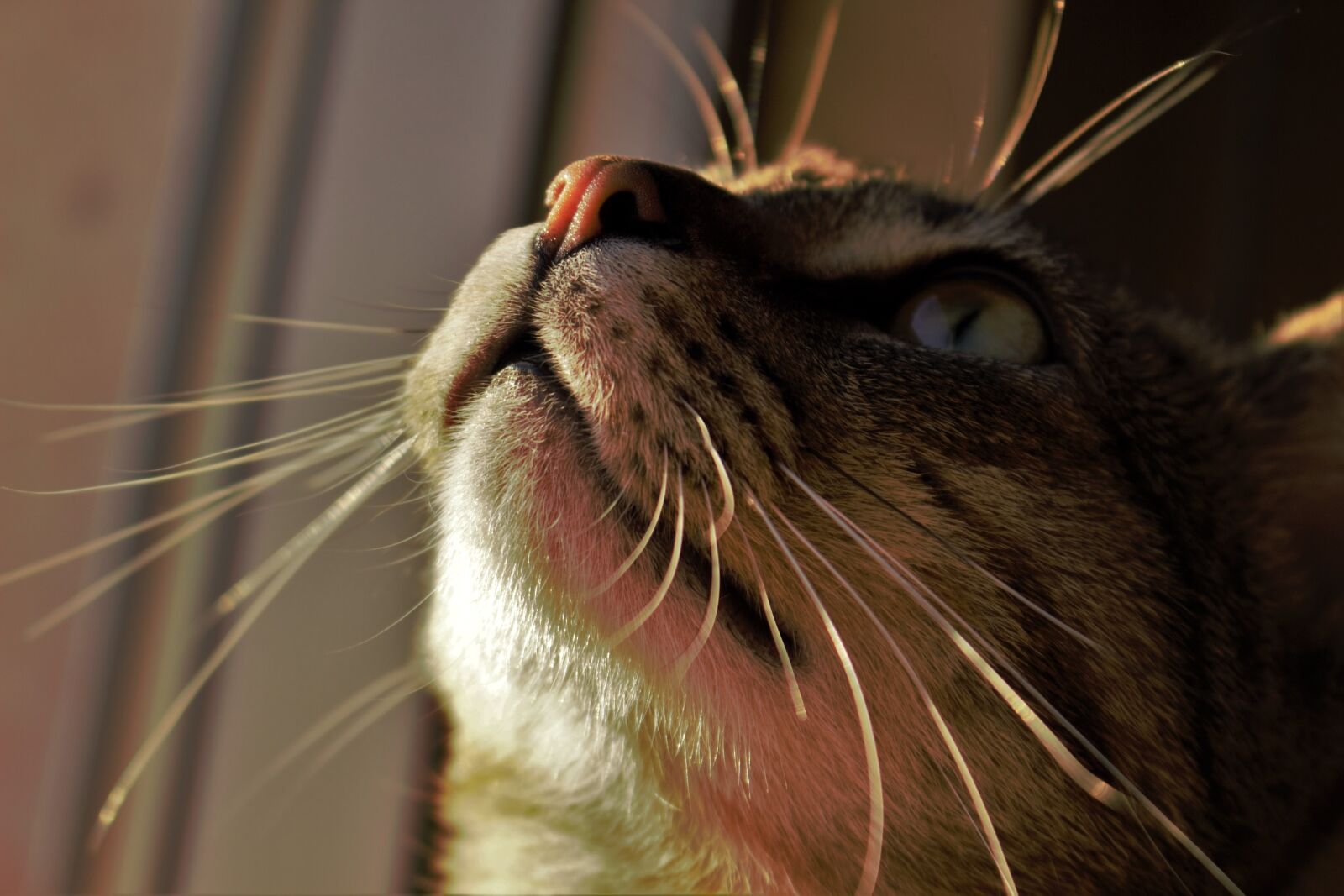 Canon EOS 700D (EOS Rebel T5i / EOS Kiss X7i) sample photo. Cat, whiskers, window photography