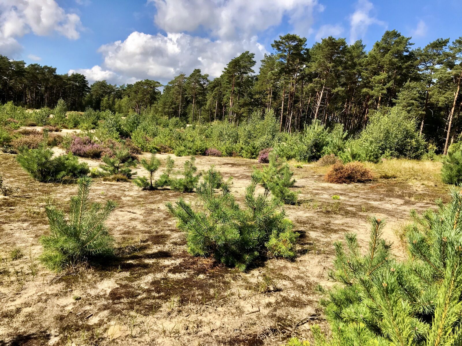 iPhone 7 back camera 3.99mm f/1.8 sample photo. Holmer sand mountains, sand photography