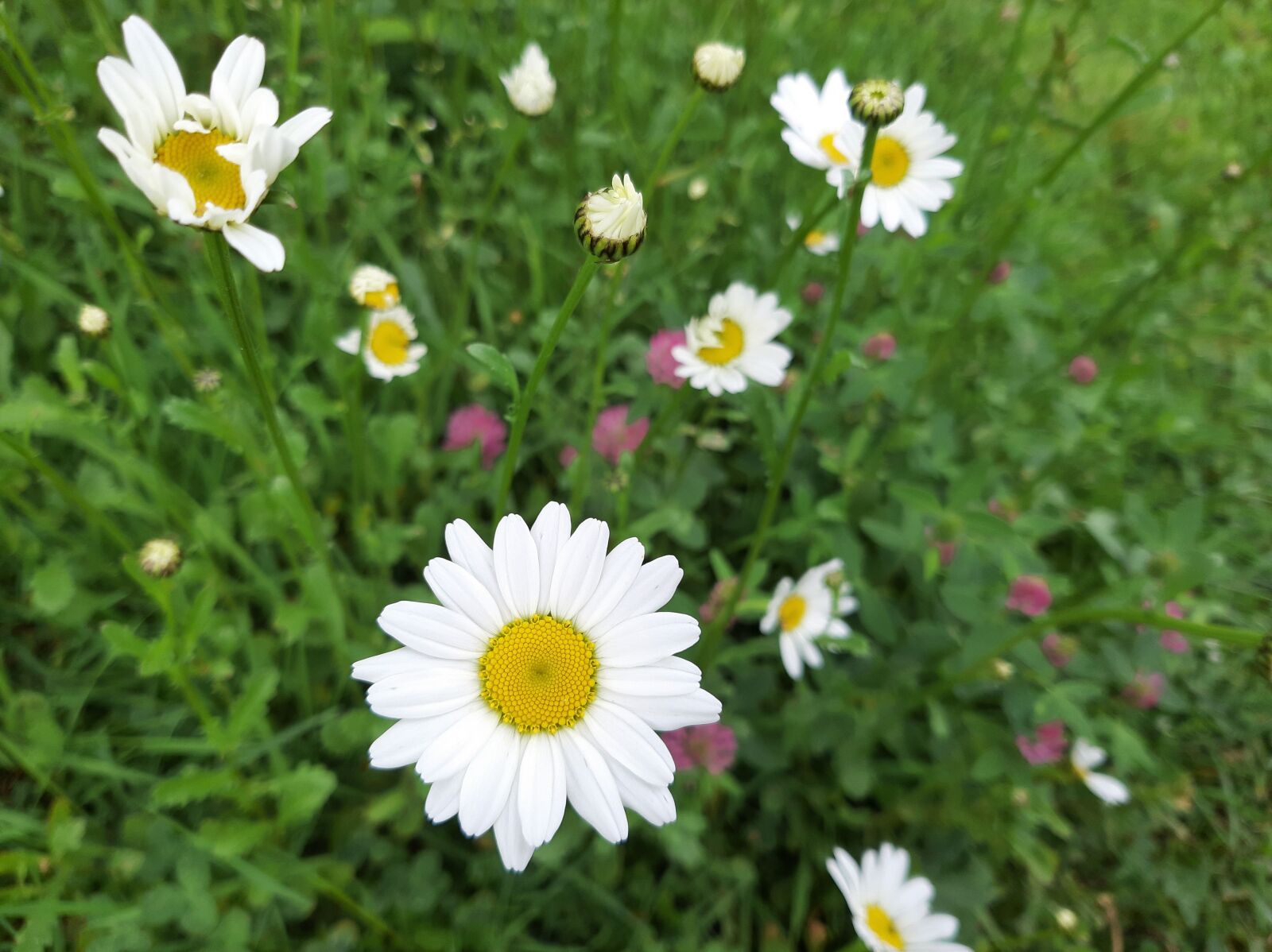 Samsung Galaxy A50 sample photo. Daisy, white, flowers photography