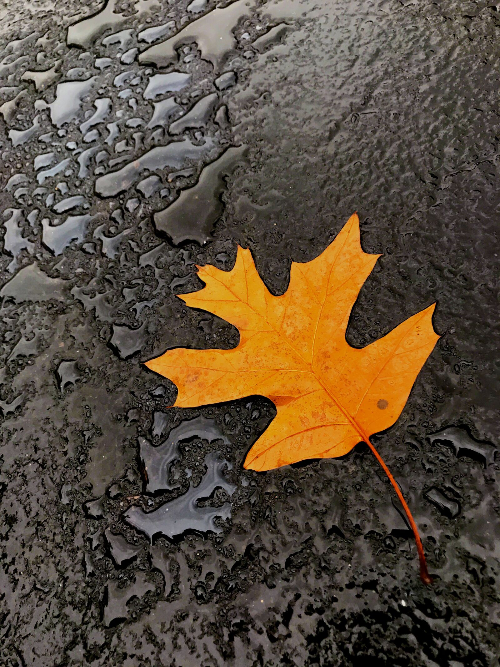 Apple iPhone 7 Plus sample photo. Leaf, autumn, fall photography