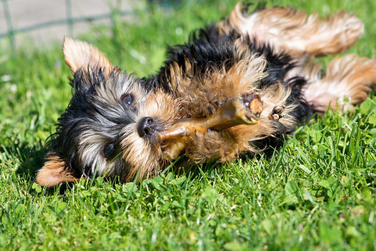 Nikon D7100 sample photo. Dog, puppy, small dog photography