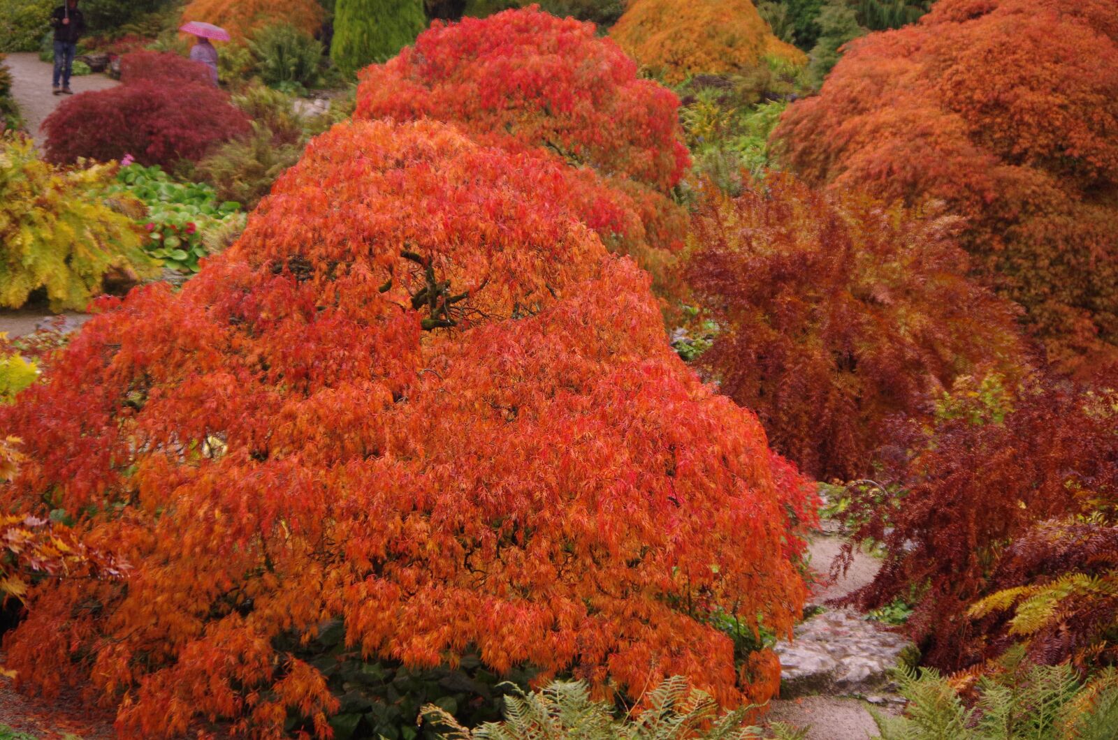 Pentax K-30 sample photo. Red tree, tree, nature photography