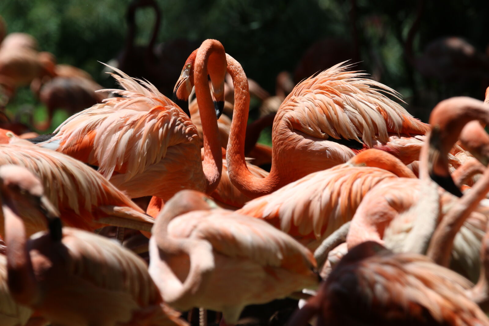 Tamron SP 150-600mm F5-6.3 Di VC USD sample photo. Flock, of, lesser, flamingo photography