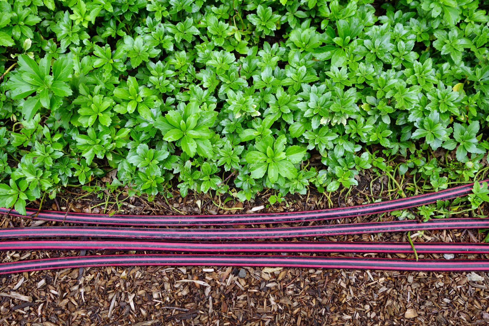 Sony Cyber-shot DSC-RX100 II sample photo. Garden hose garden hoses photography