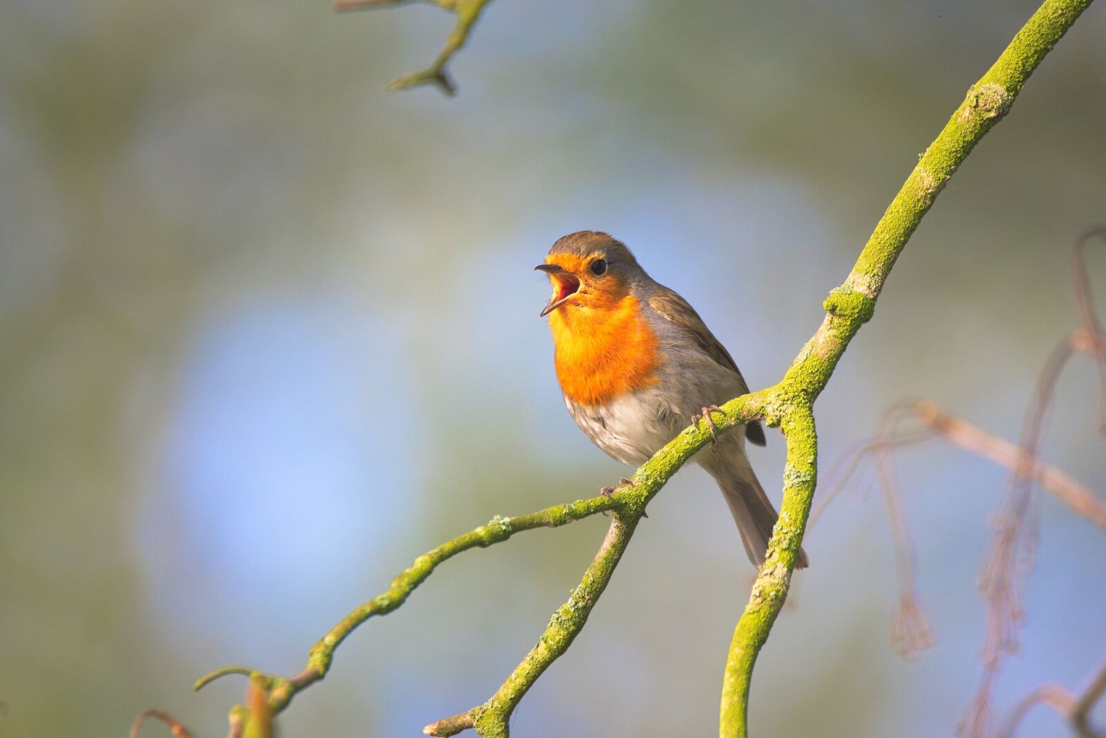 Nikon D600 sample photo. Small bird, sing, robin photography
