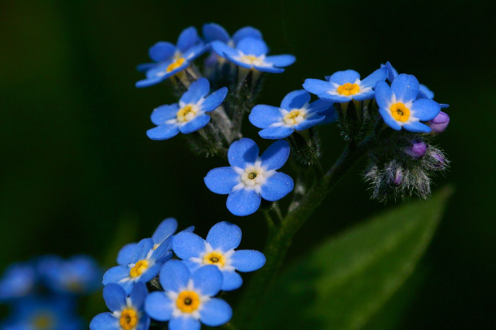 Sigma SD14 sample photo. Forget me not, nature photography