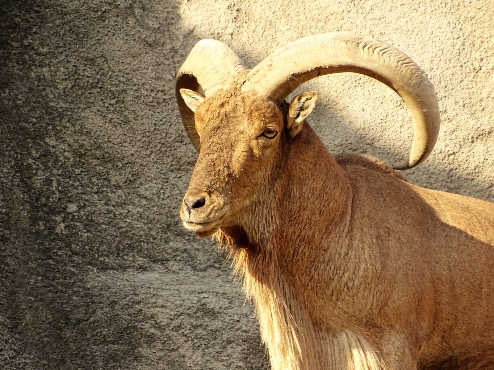 Sony Cyber-shot DSC-HX400V sample photo. Ibex, beast, cliff photography