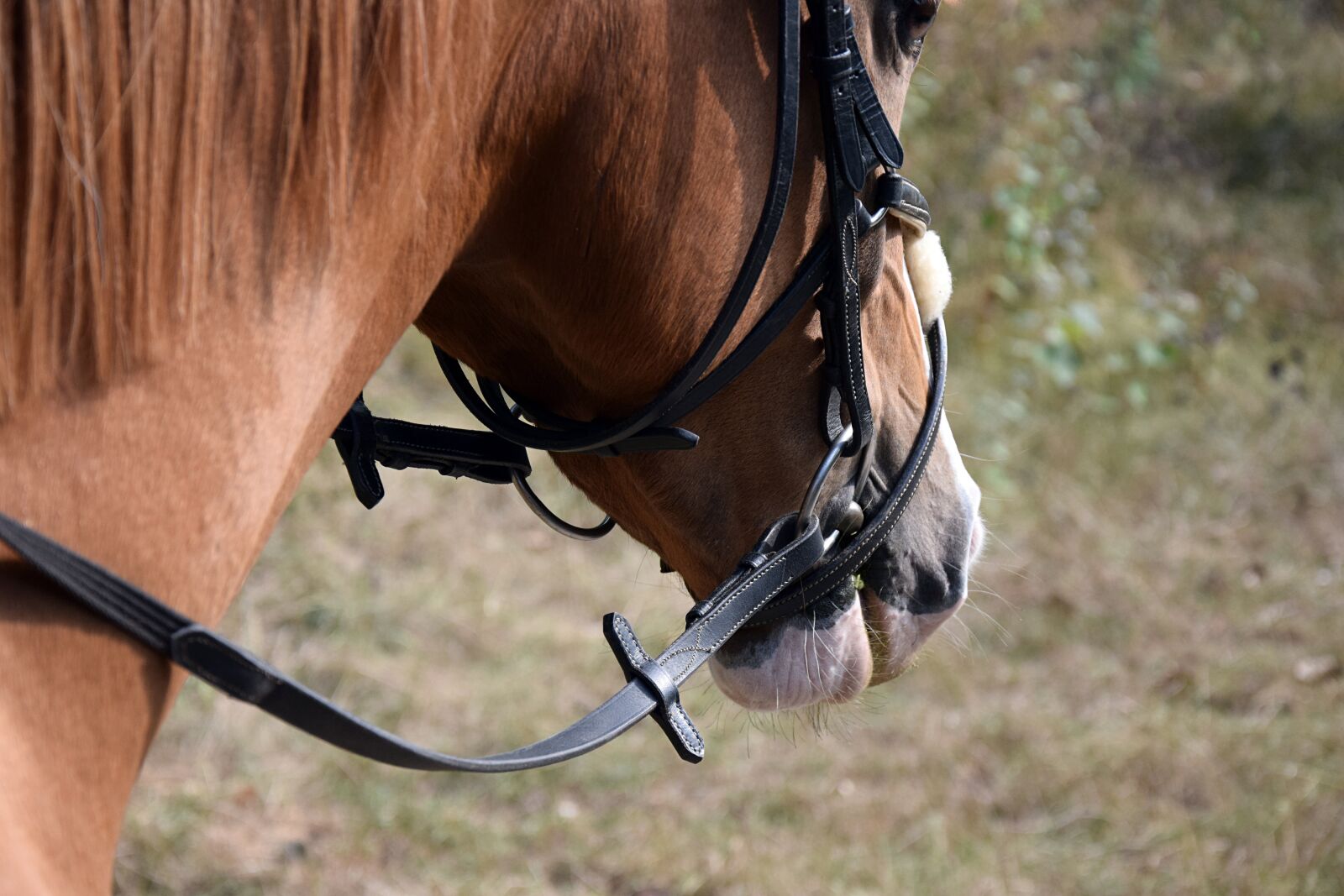Nikon D3300 sample photo. Horse, reins, fuchs photography