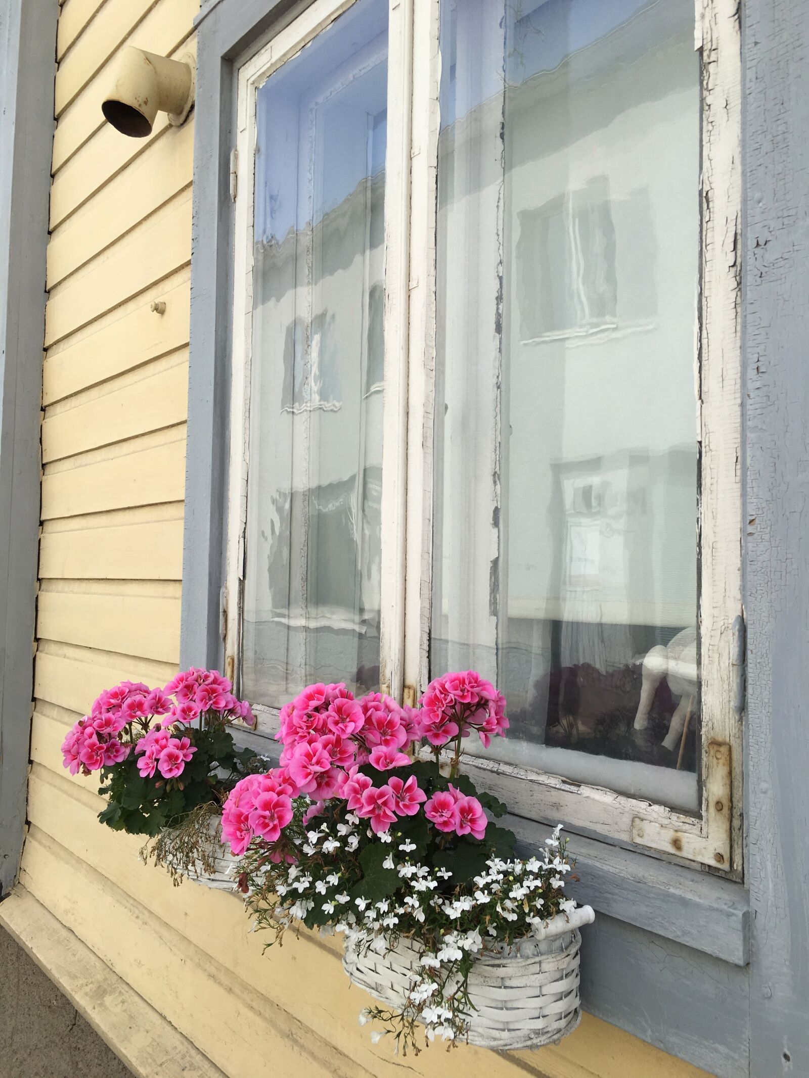 Apple iPhone 6s Plus sample photo. Window, flowers, home photography