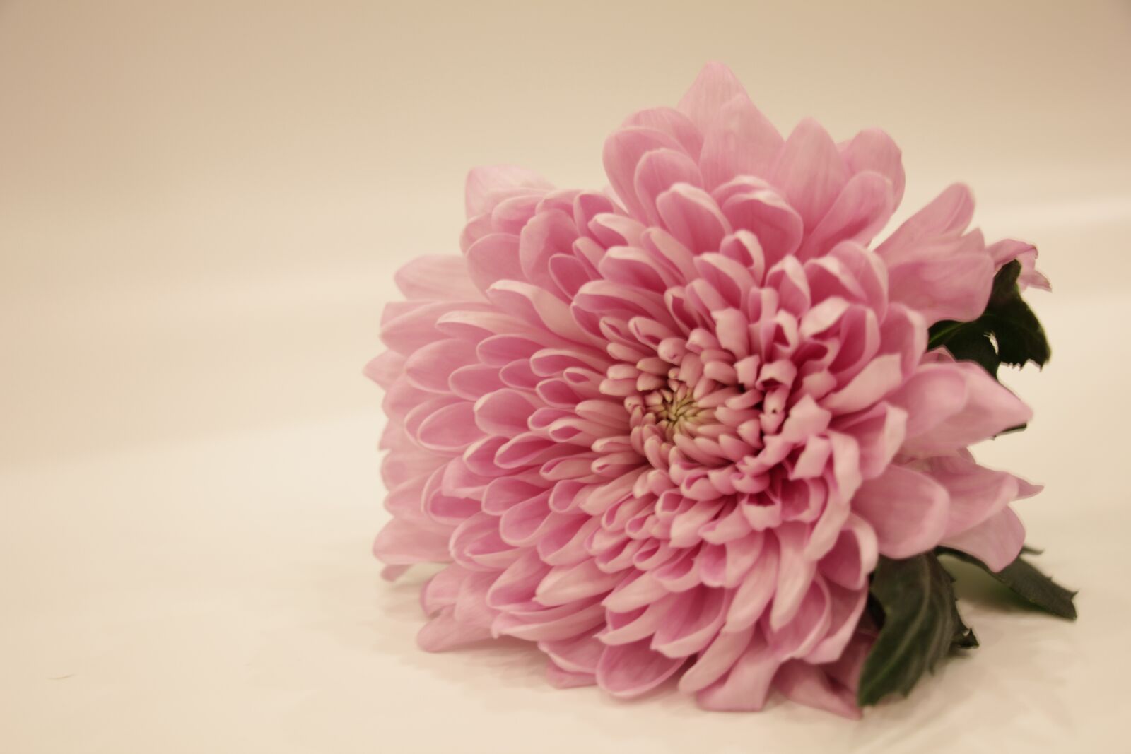 Canon EOS 550D (EOS Rebel T2i / EOS Kiss X4) sample photo. Chrysanthemum, postcard, flora photography