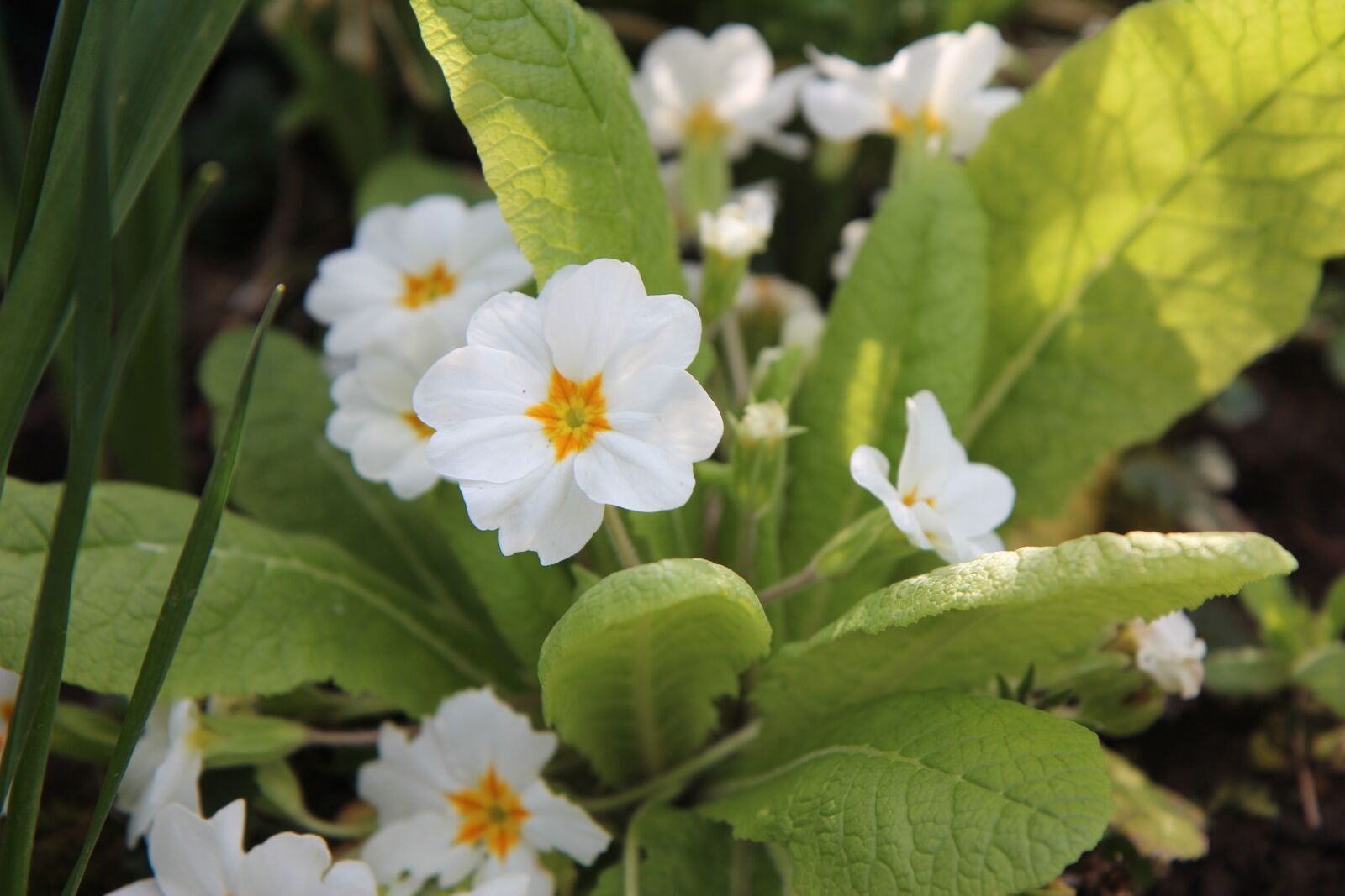 Canon EOS 600D (Rebel EOS T3i / EOS Kiss X5) sample photo. Primrose, primrose white, spring photography