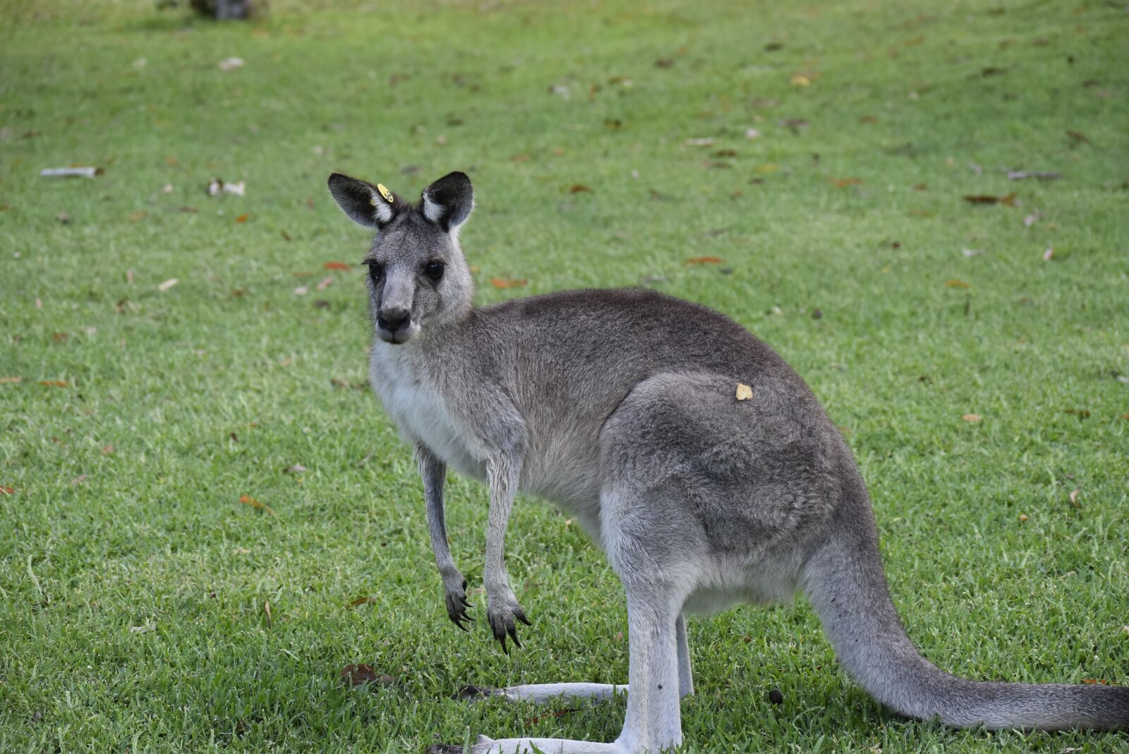 Nikon D5500 sample photo. Australia, nature, kangaroo photography